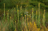 Stalkaars, Verbascum densiflorum