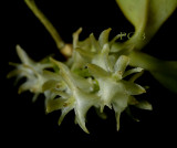 Diaphananthe sarcorhynchioides, 8 mm