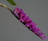 Dendrobium secundum, Ueang Praeng Si fun - Ngon Kai