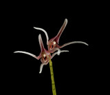 Pleurothallis gratiosa,  1 cm