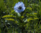 Nicandra physaloides, uit Peru, verwilderd langs Noordzee kanaal