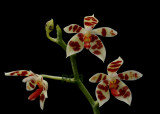 Phalaenopsis maculata, flowers 2.5 cm