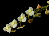 Stelis argentata, flowers 5 mm