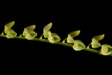Stelis fissurata, flowers 3.5-4 mm, almost transparent