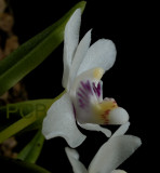 Pteroceras semiteretifolium