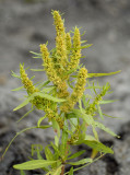 Zeezuring, Rumex maritimus, zeldzaam in geheel Europa