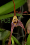 Masdevallia colossus