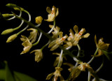 Gomesa planifolia