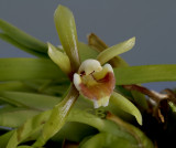 Cischweinfia pusilla, flower 1.5 cm