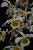 Dendrobium crystallinum