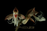Anoectochilus roxburgkii