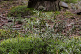Cypreswolfsklauw of Kleine wolfsklauw - Diphasiastrum tristachyum, Lycopodiaceae