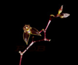 Bulbophyllum sp.  flower 3 mm