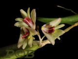 Dendrobium rigidum, flowers 12 mm