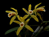 Cattleya luteola, flowers 7 cm across