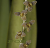Stelis polyantha, flowers 4 mm