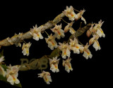 Dendrobium nathanielis, flowers 12 mm