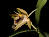 Coelogyne fimbriatum   2  cm