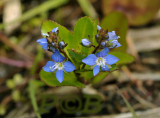 Beekpunge, Veronica beccabunga