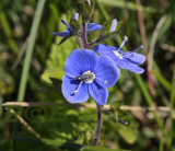 Gewone ereprijs, Veronica chamaedrys