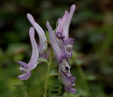 Vogeltje op kruk-Vingerhelmbloem, Corydalis solida