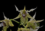 Dendrobium hodkinsonii