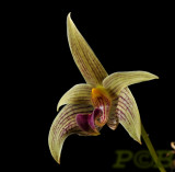 Bulbophyllum orectopetalum