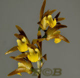 Tainia bicornis, terrestrial orchid flowers 3-4 cm