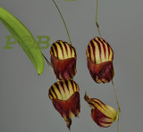 Gallery Lepanthes Lepanthopsis orchids