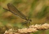 Female missing pseudopterostigma - vrouwtje, mist de witte vleugelvlekken