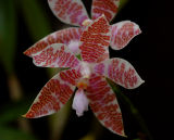 Phalaenopsis hieroglyphica,  botanic  flower 4 cm
