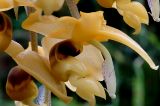 Stanhopea anfracta