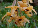 Stanhopea anfracta