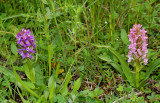 Dactylorhiza incarnata ssp. dunensis