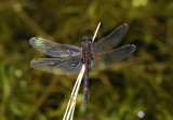 Noordse witsnuitlibel, Leucorrhinia rubicunda