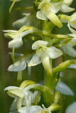 Welriekende nachtorchis, close, duinen Nederland
