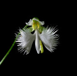 Habenaria radiata, flower 2.5-3 cm