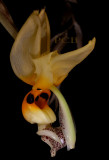 Stanhopea embreei, flash light