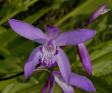 Bletilla striata, frostproof orchid from Asia