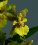 Oncidium longipes,  green petals, flower 2.5 cm