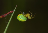 Komkommerspin, Araniella opisthogapha