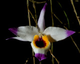 Dendrobium falconeri,  Ueang Sai Wisut