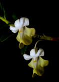 Dendrobium ellypsophyllum, flowers 2 cm