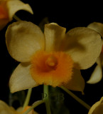 Dendrobium griffithianum,  Ueang Matcha Lueang