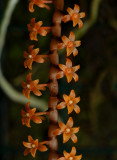 Chamaeangis hildebrandtii,  flowers 3 mm