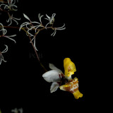 Oncidium sect. heterantha, O. lepturum, flowers 2 cm