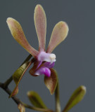Phalaenopsis graceana, flower 2.5 cm