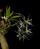 Macroclinium generalense alba flowers 9 mm