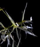 Macroclinium generalense 'alba'  flowers 9 mm