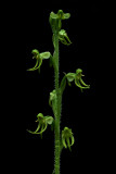 Habenaria malleifera, flowers 1.5 cm